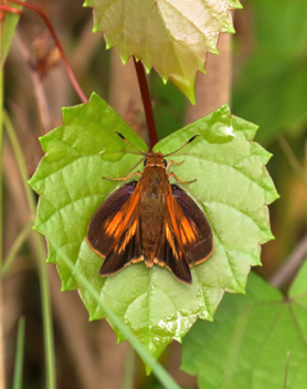 Palatka Skipper female